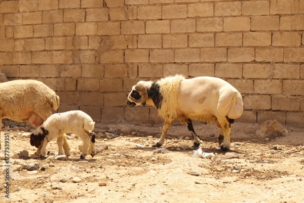 Fototapeta A majestic Awassi ram in a traditional Syrian farmyard, showcasing the breed’s distinctive fat tail and strong build. Perfect for illustrating veterinary, agricultural, and livestock breeding themes.