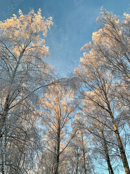Obraz Snow covered birch trees, treetops, against blue sky. Photography taken in Sweden in winter.