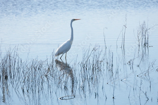 Obraz A Great Egret stands in the water, looking out over the lake
