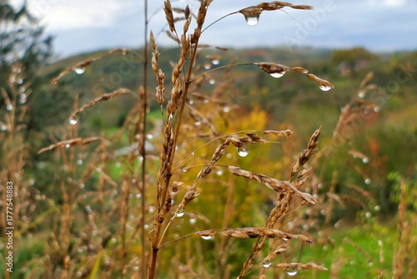 Obraz Johnson Grass (Sorghum halepense) covered in raindrops
