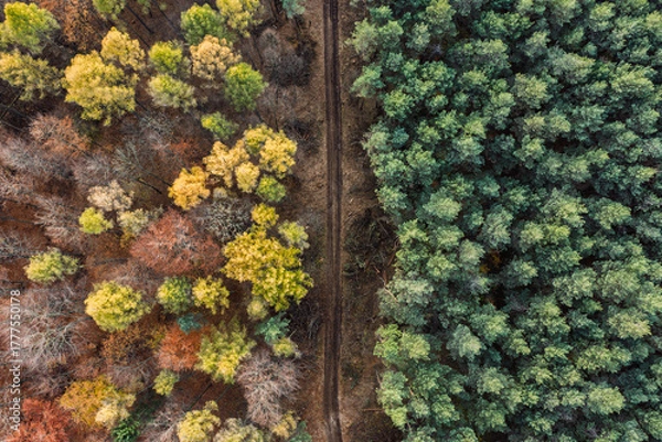 Fototapeta Aerial drone view of a colorful autumn forest. Panorama of trees during autumn. All the colors of autumn. Autumn season in Poland. Autumn orange color tree patterns