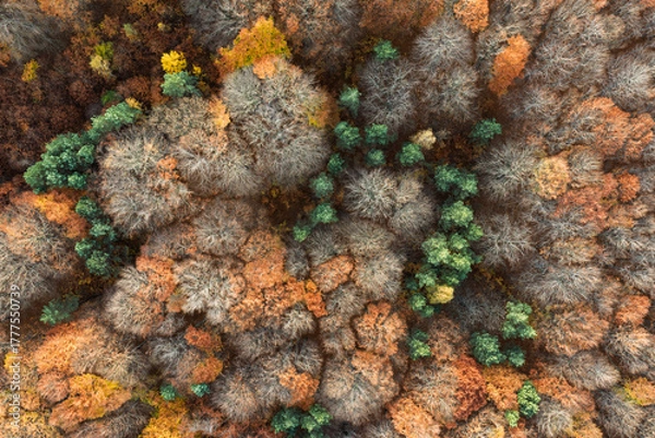 Obraz Aerial drone view of a colorful autumn forest. Panorama of trees during autumn. All the colors of autumn. Autumn season in Poland. Autumn orange color tree patterns