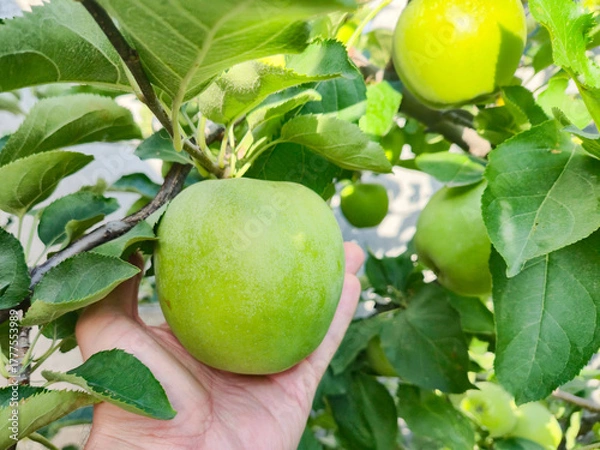 Fototapeta A hand gently picks a ripe green apple straight from the orchard branch