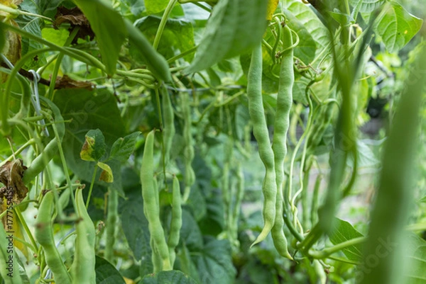 Fototapeta Growing green beans on a bush in the middle of a beautiful garden during the sunny summer