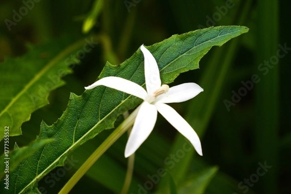 Fototapeta Close-up of a delicate white flower with green leaves in the background.