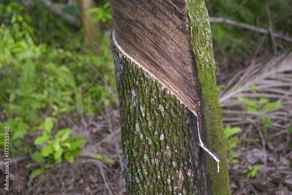 Fototapeta Close up of rubber tree trunk being tapped for natural latex.