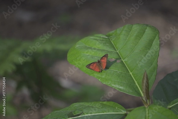 Fototapeta Butterfly Resting on a Green Leaf in Natures Embrace.
