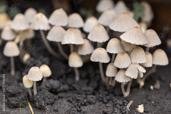 Fototapeta Clusters of Psathyrella and Coprinellus disseminatus mushrooms emerge from decaying wood in a tranquil forest during fall