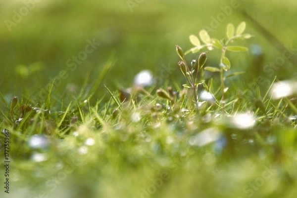 Obraz Close-up of a small plant growing in vibrant green grass with soft bokeh.