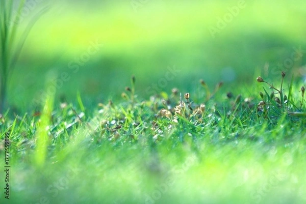 Fototapeta Lush green grass field with tiny wildflowers in soft morning light.