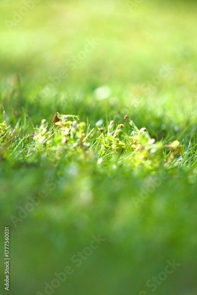 Fototapeta Close up of vibrant green grass with dappled sunlight and small white flowers.