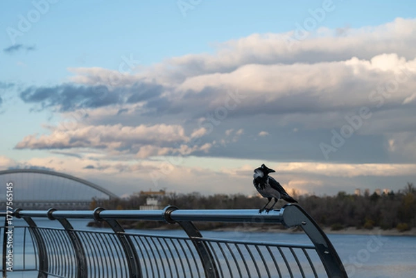 Obraz Hooded crow perched on railing near Podilskyi bridge in Kyiv