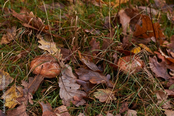 Obraz mushroom in the forest