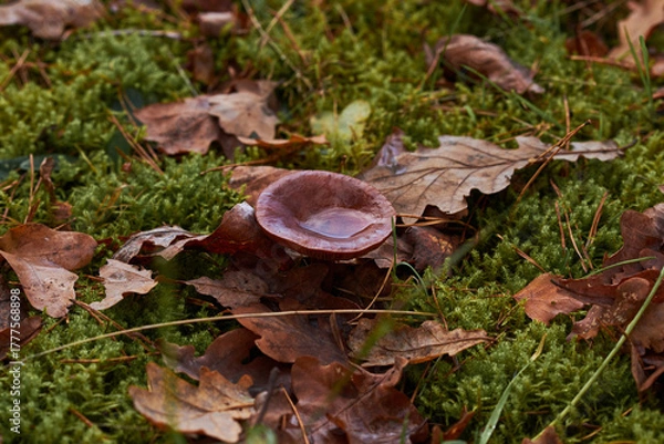 Obraz mushroom in autumn forest