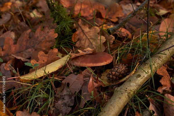 Obraz mushroom in the forest