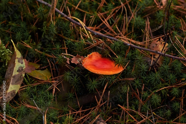 Obraz краснйй гриб