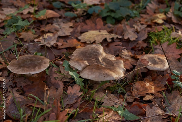 Obraz mushroom in the forest