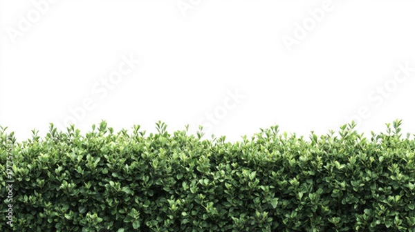 Fototapeta Bush or shrub wall isolated isolated on white background for graphic design.