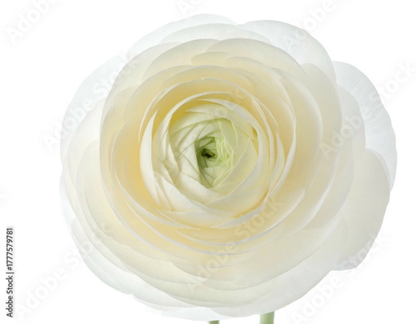 Fototapeta Close-up of a delicate white flower with layered petals