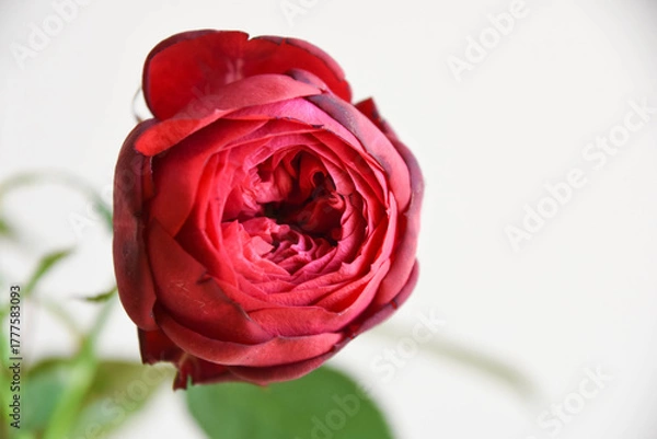 Fototapeta 赤いばら