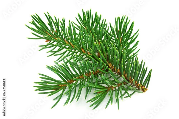 Obraz Tannenzweig