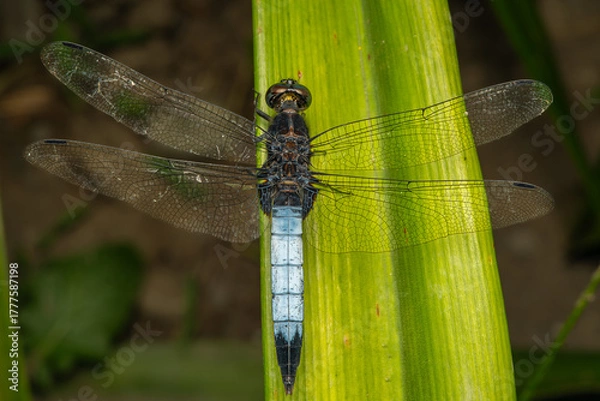 Fototapeta Dragonfly close-up with open wings on a green leaf