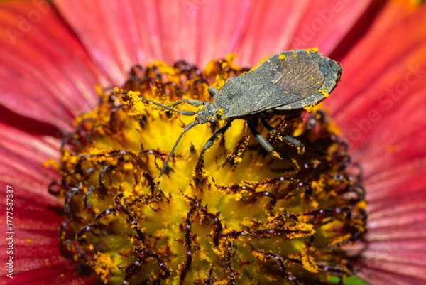 Fototapeta Genus Hygia bug collecting nectar from a flower