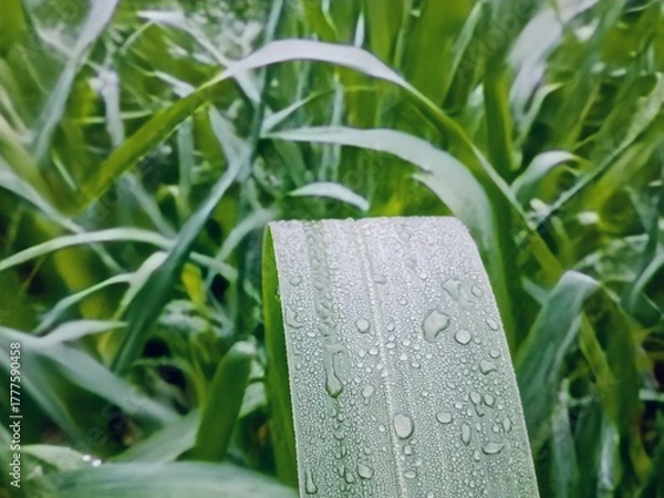 Fototapeta green grass with dew drops