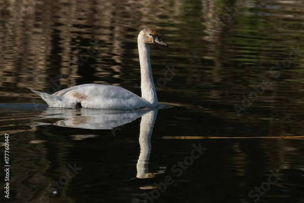 Fototapeta Graceful swan gliding across tranquil water with its reflection
