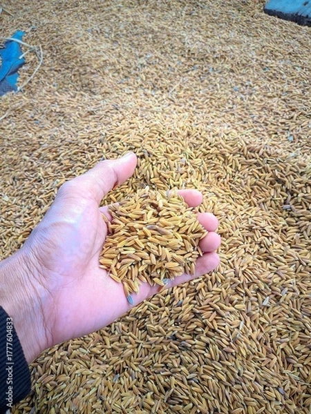 Obraz "Hands holding fresh rice reflect the post-harvest process."