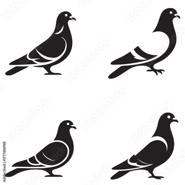 Fototapeta Elegant Pigeon Vector Silhouette