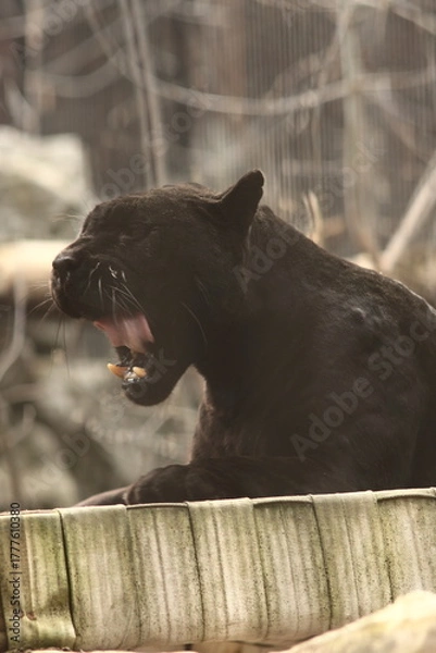 Fototapeta a close-up portrait of a yawning panther