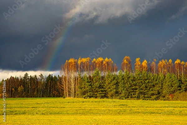 Obraz Autumn forest with golden birch trees, green pines, and a rainbow under dark storm clouds over a bright green field.