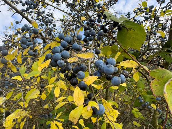 Fototapeta damson tree Prunus insititia with blue fruit in the autumn