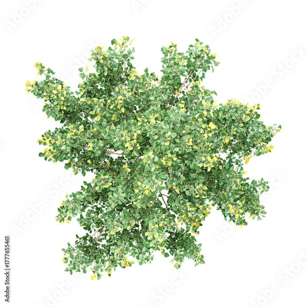 Fototapeta Top view of Maidenhair Tree isolated on transparent Canvas