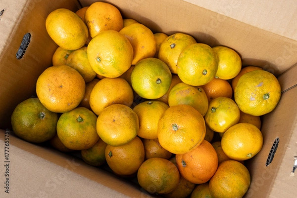 Obraz 日本の産地直送みかん