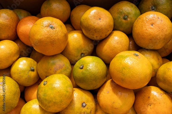 Obraz 日本の産地直送みかん