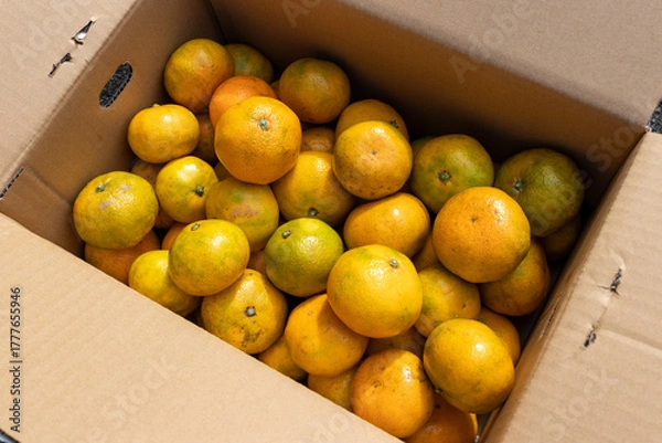 Obraz 日本の産地直送みかん