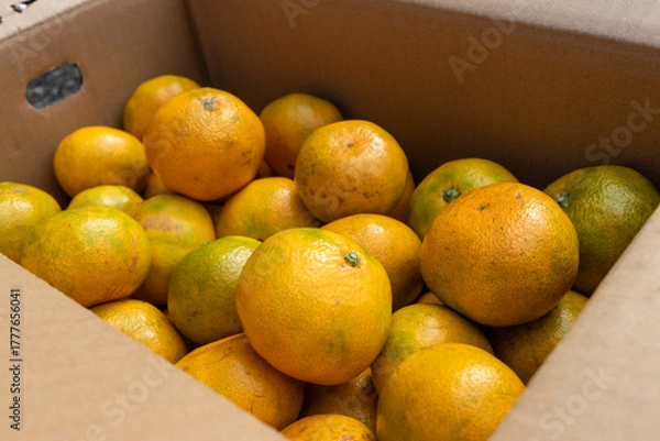 Obraz 日本の産地直送みかん