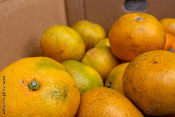 Obraz 日本の産地直送みかん