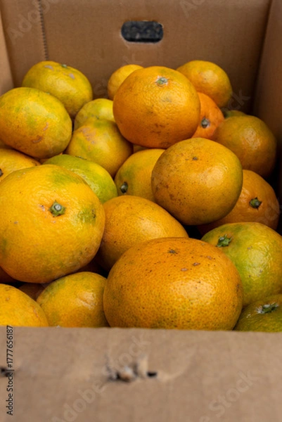 Obraz 日本の産地直送みかん