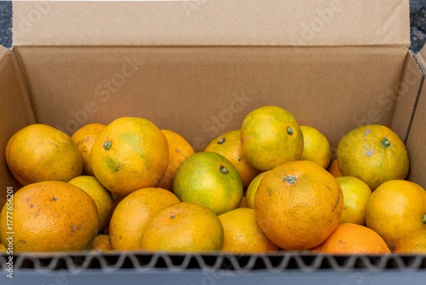 Obraz 日本の産地直送みかん