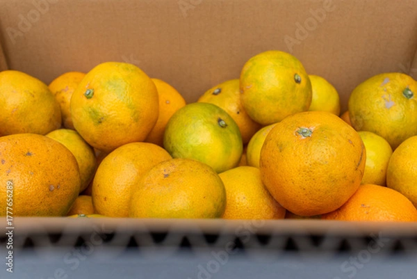 Obraz 日本の産地直送みかん