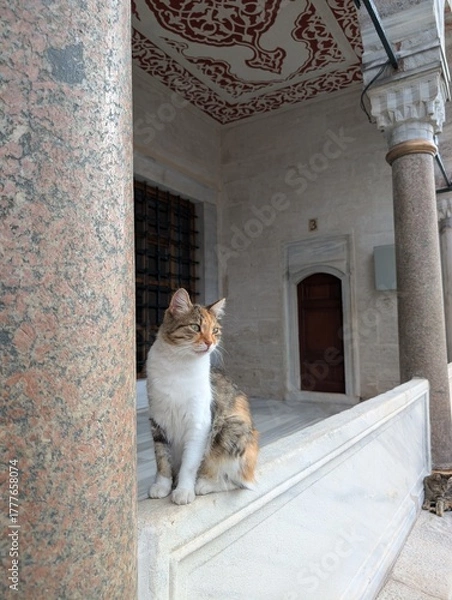 Obraz cat on the street