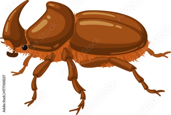 Obraz Rhinoceros beetle on white background illustrating entomology