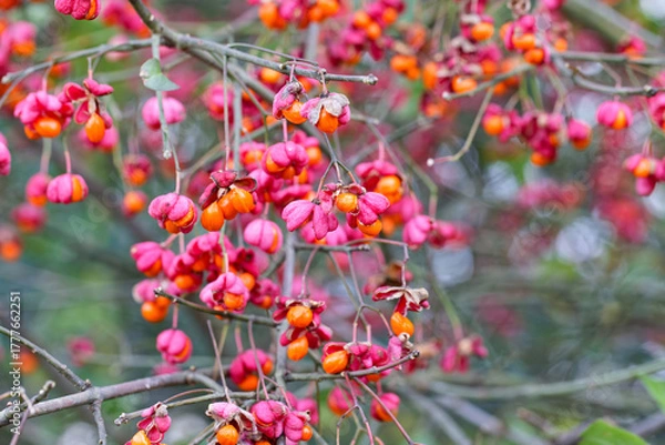 Fototapeta Bunte Fruchtkapseln des Pfaffenhütchens - Euonymus europaeus - im Spätherbst