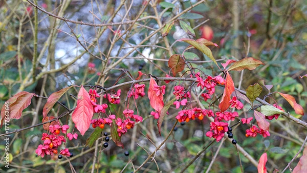 Fototapeta Hängender herbstlicher Zweig eines Pfaffenhütchenstrauchs - Euonymus europaeus