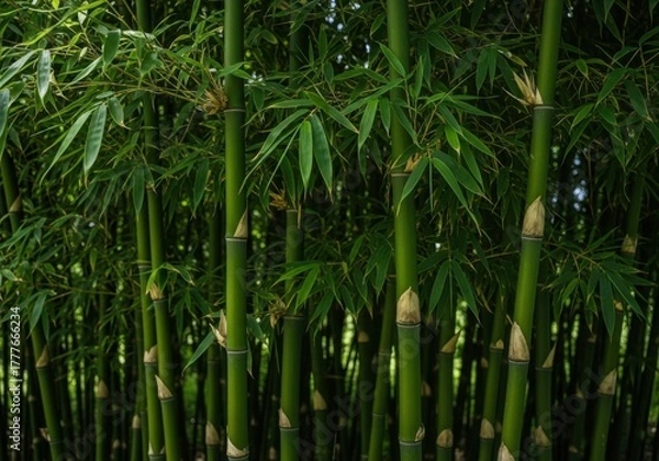 Fototapeta Serene bamboo forest, vertical green stalks and lush leaves, natural texture