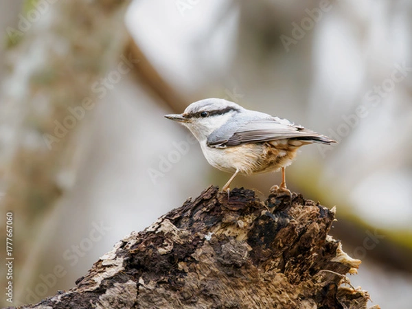 Fototapeta Eurasian Nuthatch perched on a tree stump