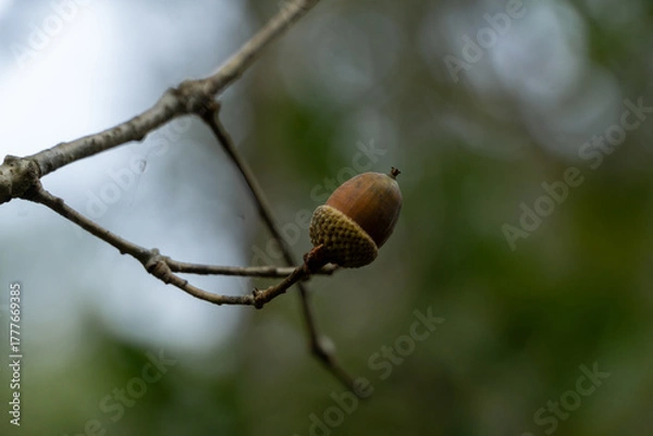 Obraz acorn on a branch